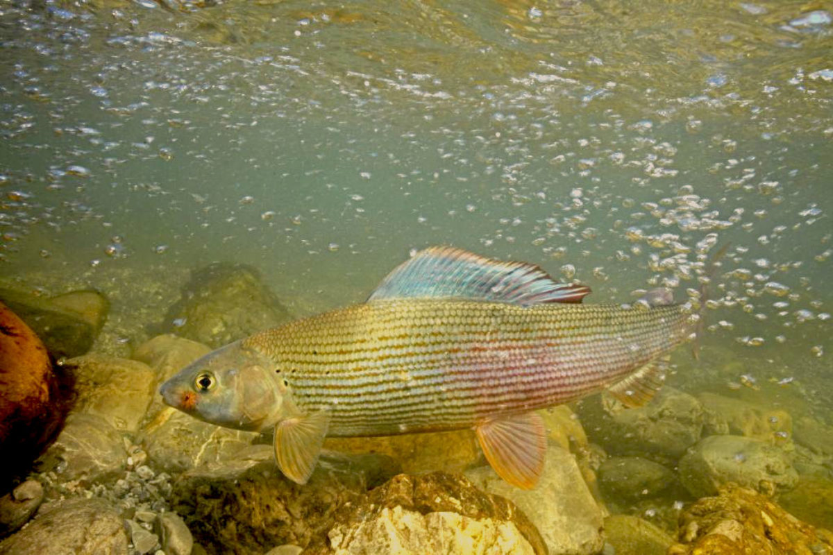 Durch Wasserkraft sterben in Österreich jährlich laut einer Schätzung bis zu 200 Millionen Fische. Besonders der Bestand der Äsche ist bedroht. Foto: FliegenFischen / W. Hauer