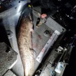 Auf einem von einer Richtung belichteten Boot liegt der 2,27 Meter lange Wels