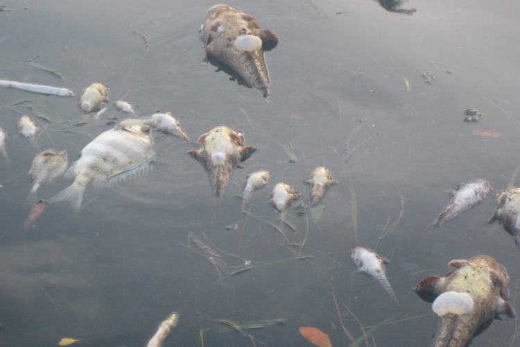 Durch die Algenblüte in Florida sterben jährlich Tausende Fische. In diesem Jahr forderte die „Rote Flut“ besonders viele Opfer. Foto: Jacopo Agagliate / Flickr