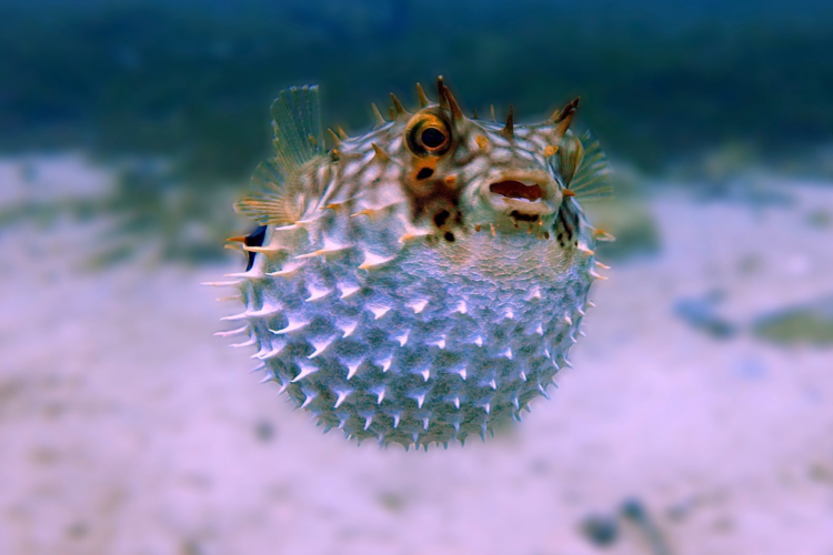 Ein Kugelfisch schwimmt aufgebläht nahe am Meeresgrund. (Symbolfoto)