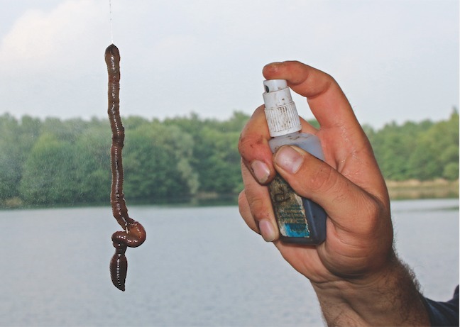 Wurm am Haken wird mit Lockstoff bespritzt.