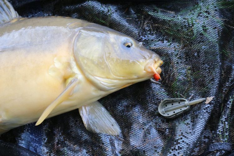 Wasserschwein am Futtertrog: Auf einen solchen Karpfen ist André Pawlitzki beim Angeln am Wochenende aus. Foto: A. Pawlitzki