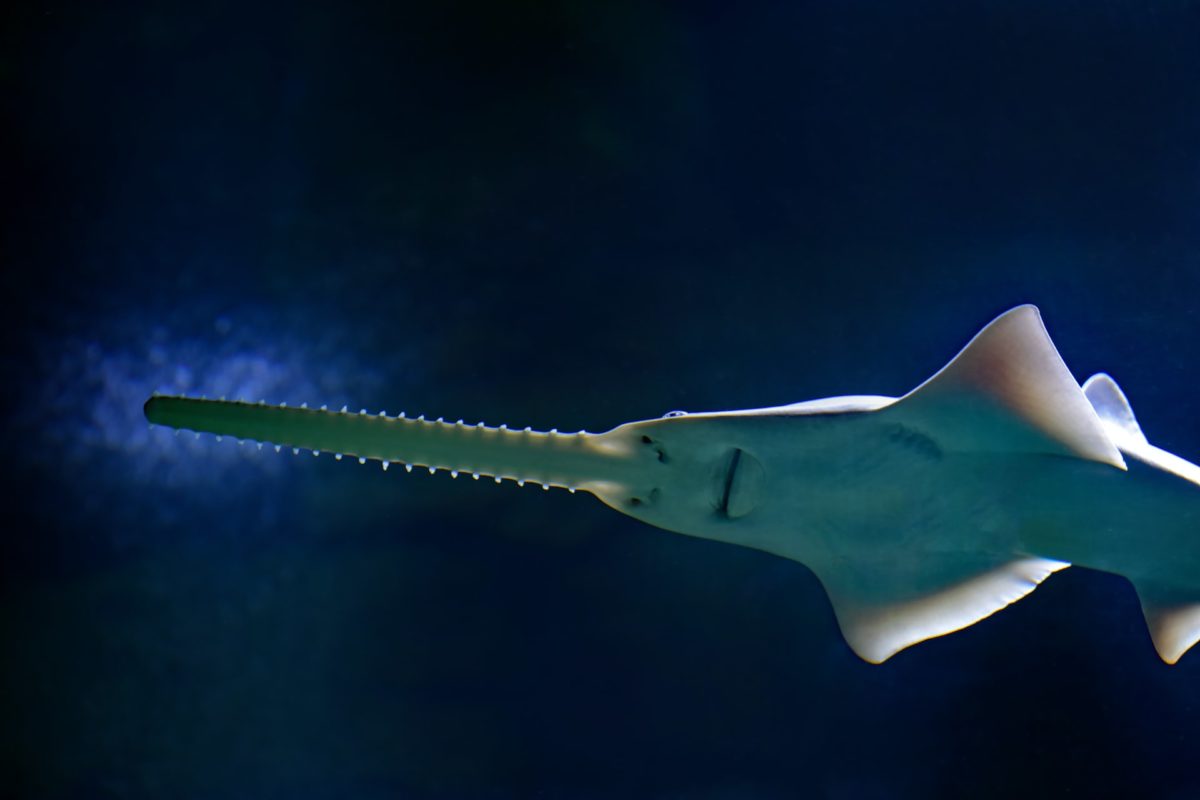 Der Sägefisch ist eine ebenso urtümliche wie bedrohte Fischart. (Symbolbild) Foto: David Clode / Unsplash