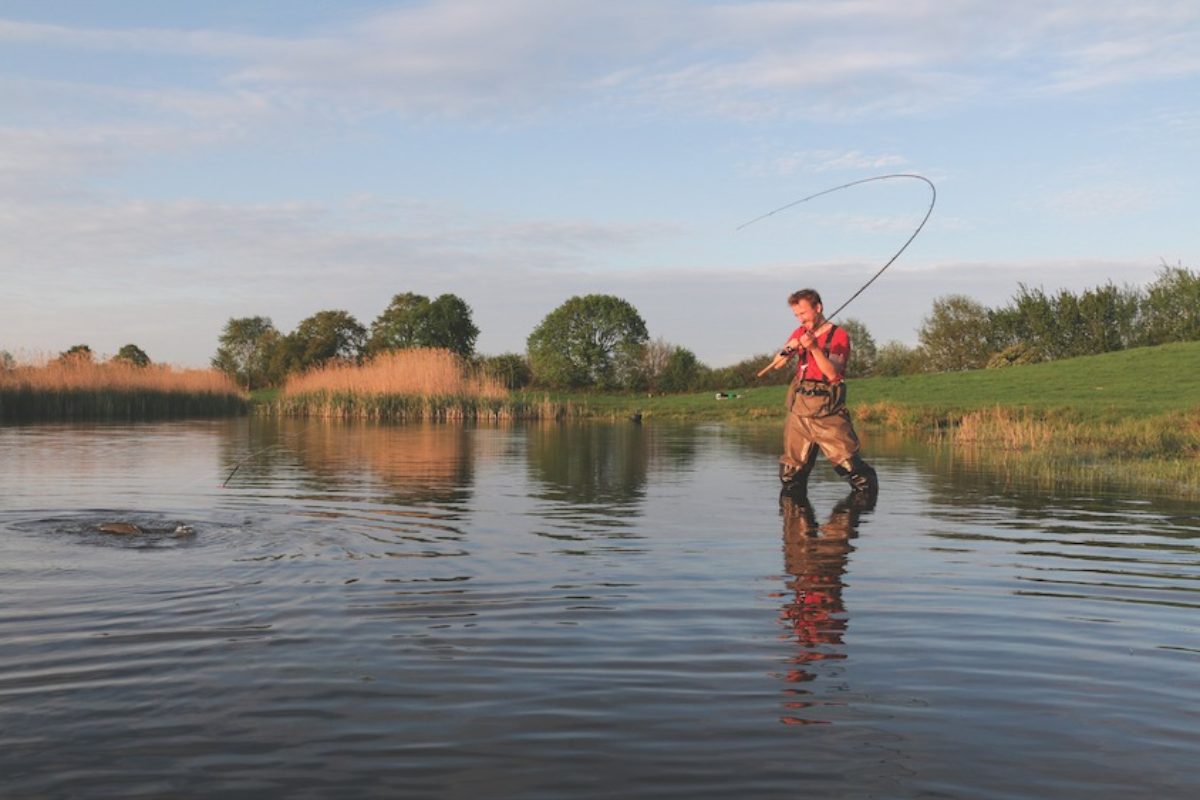 Angler steht knietief im Wasser und hat einen Karpfen im Drill.