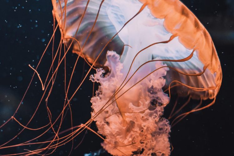 Eine Qualle, die einen Fisch frisst – ein ungewöhnlicher Anblick. Normalerweise kennt man die stillen Räuber eher als „Treibgut“ im Wasser. (Symbolfoto) Foto: Florian Olivo / Unsplash