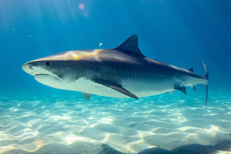 Haie wie der Tigerhai sind die größten Raubfische der Erde. (Symbolbild) Foto: G. Schömbs / Unsplash