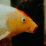 Profilaufnahme eines Goldfisches
