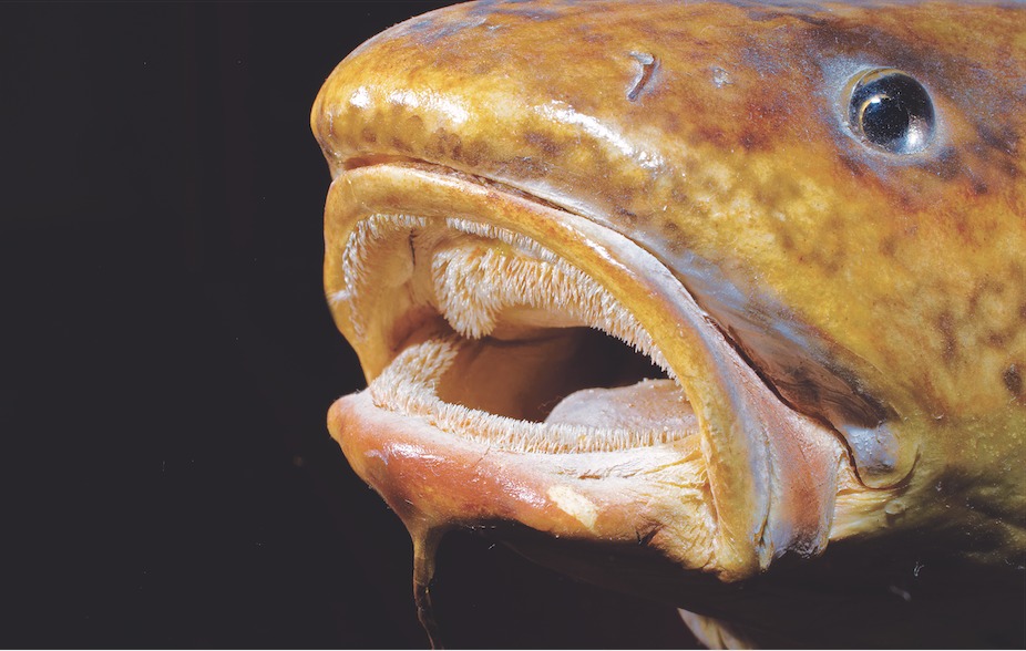 Die Quappe ist ein Fisch mit kleinen, bürstenartigen Zähnen.