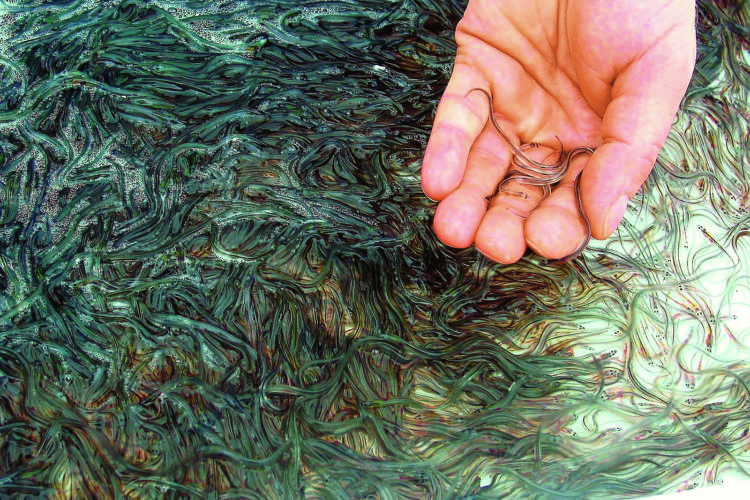 Beim Aalutsetten in de Schlie werden jedes Jahr mehrere 100.000 junge Aale ausgewildert.