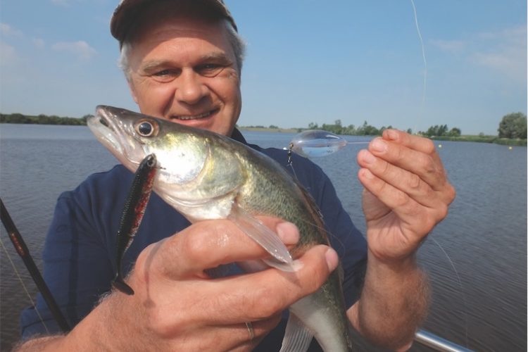 Zander sind zwar gesellig, aber bei der Jagd gern allein. Die Beute bemerkt in der Regel gar nicht, dass sie verfolgt wird.