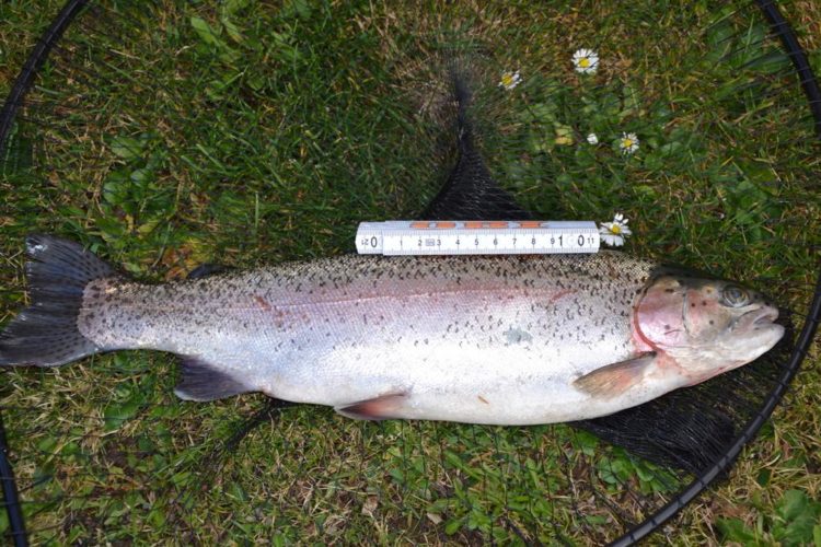 Wie schwer ist diese Forelle? Wer dem Gewicht am nächsten kommt, hat die Chance auf einen tollen Preis von MB Fishing! Foto: F. Schlichting