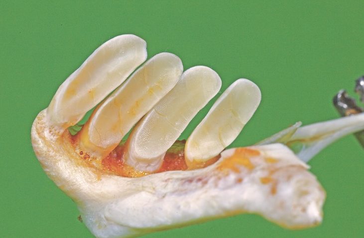 Eine Profilaufnahme von den Schlundzähnen eines Karpfens.