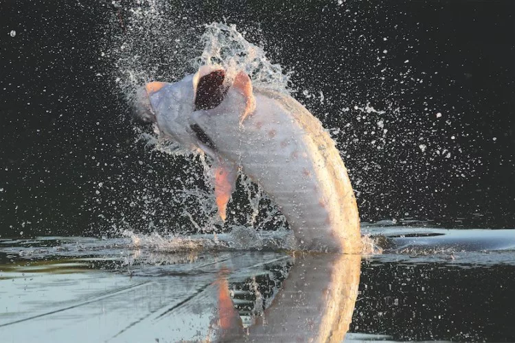Ein Beluga-Stör bricht explosionsartig durch die Wasseroberfläche.