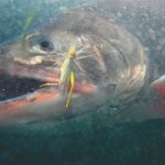 Saibling beißt in einen Heuschrecken-Köder unter Wasser