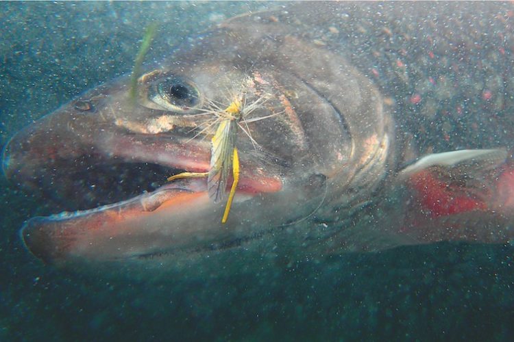 Saibling beißt in einen Heuschrecken-Köder unter Wasser