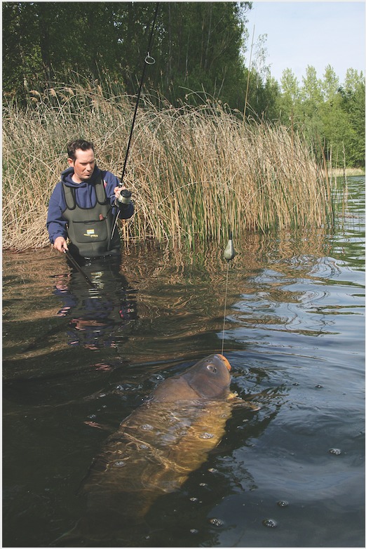 Angler drillt den Spiegler an die Wasseroberfläche