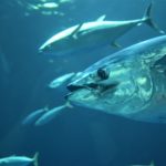 Thunfische gehören zu den wichtigsten Speisefischen weltweit. Foto: kate / Unsplash