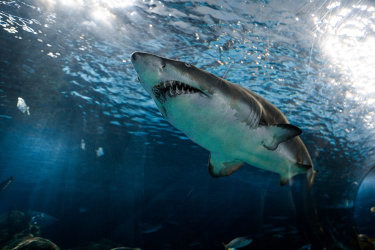 Haie sind durch die Fischerei bedroht – es geht dabei allein um die Flossen, die den Haien abgeschnitten werden ("Finning").