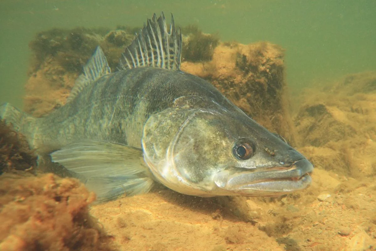Der Zander gilt in England als invasive Art und muss entnommen werden. Doch nicht alle Angler stehen dem positiv gegenüber. Foto: O. Portrat