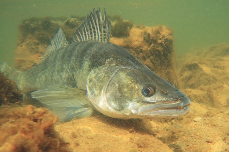 Der Zander gilt in England als invasive Art und muss entnommen werden. Doch nicht alle Angler stehen dem positiv gegenüber. Foto: O. Portrat