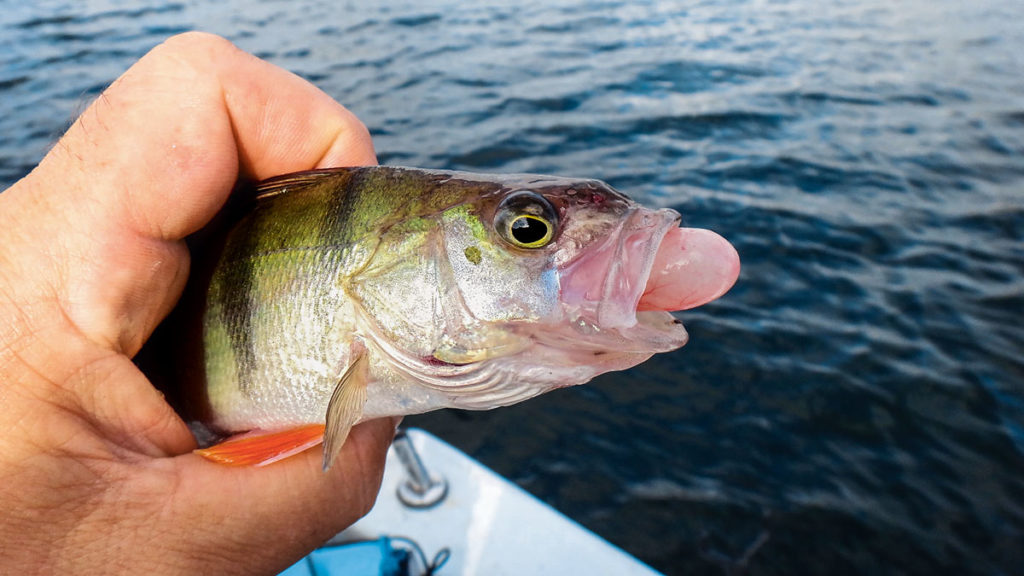 Zwar nicht ganz so empfindlich wie Zander, aber auch bei Barschen tritt das Barotrauma schneller mal auf. An das Zurücksetzen ist bei diesem Fisch nicht zu denken.