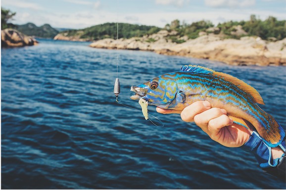 Kleine Fischfetzen fangen fast alle Fischarten. Am Carolina-Rig macht die Sache richtig Spaß. Foto: Christoph Niemann