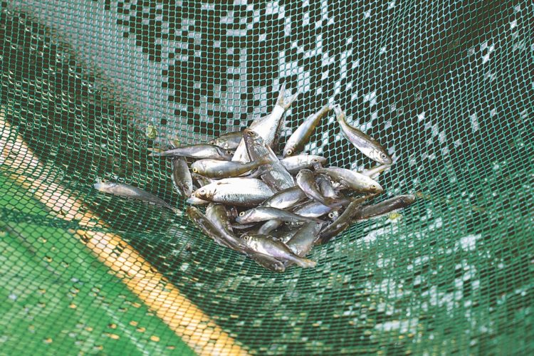 Die Kleinfische fallen der Senke durch ihr spezielles Fluchtverhalten zum Opfer. Foto: A. Pawlitzki