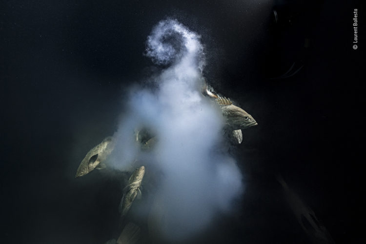 „Creation“: Die Aufnahme von Zackenbarschen bei der Paarung, die Laurent Ballesta im Pazifik gelang, wurde zum Naturfoto des Jahres gekürt. Foto: Laurent Ballesta