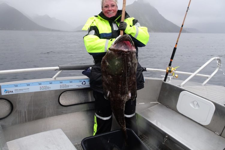 Sabine Amarell ist begeisterte Hochseeanglerin. Sie fing einen großen Seeteufel auf einer ihrer vielen Reisen nach Norwegen, genauer gesagt an den Gryllefjord. Foto: S. Amarell