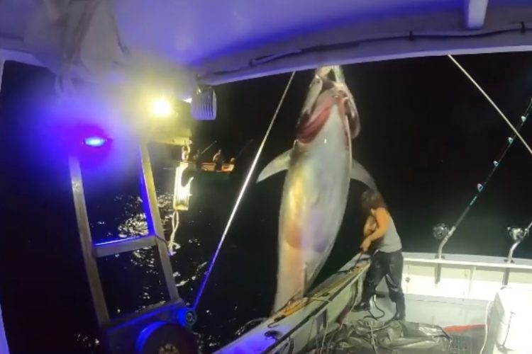 Michelle Bancewicz Cicale aus New Hampshire fing einen Thunfisch, der ihr Boot durchschüttelte. Das Video der Anglerin verbreitete sich schnell im Netz. Foto: fv_no_limits / Instagram