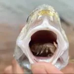 Der Atlantische Umber wurde Opfer eines Parasiten, der Fischzungen frisst. Foto: Galveston Island State Park, Texas Parks and Wildlife (Facebook)