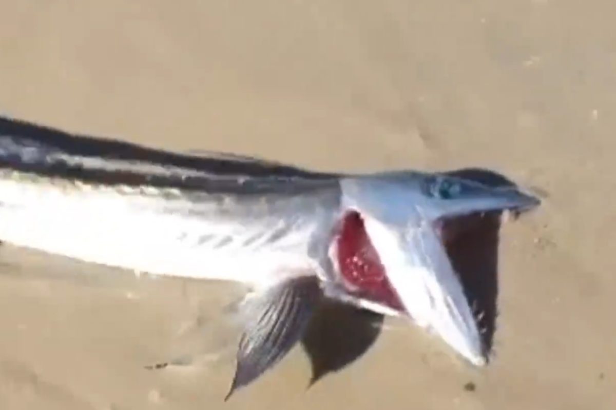 Ein urzeitlicher Anblick: Vor Kalifornien wurde ein lebendiger Lancetfish angespült, der normalerweise in Tiefen von mehr als 300 Metern lebt. Foto: Screenshot / Facebook