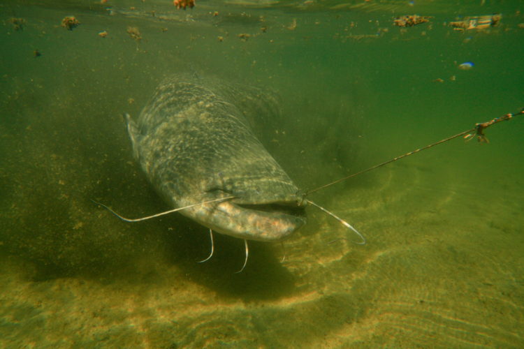 Der spanische Ebro ist bekannte für große Welse. Die Fische können Gewichte von 100 Kilogramm und mehr erreichen. Foto: O. Portrat