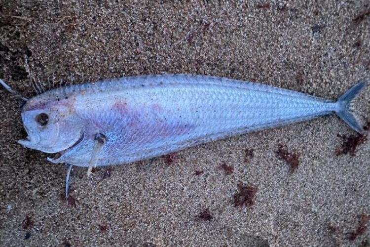 Vor Südafrika wurde ein kurioser Fisch angespült, der den Forschern Rätsel aufgab. Foto: unbekannt