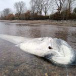 Das Ende eines Riesen: Ein über zwei Meter langer Wels wurde am Ufer des Rheins angeschwemmt. Foto: R. Henninger