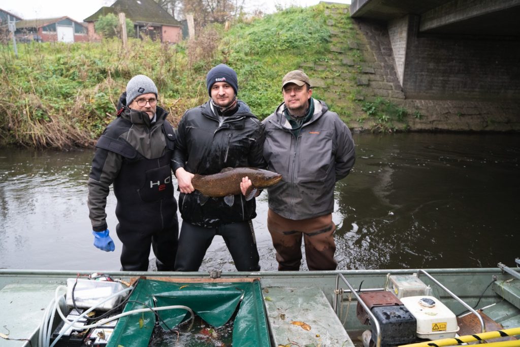 Laichangler Christian Tamcke, Nick Brahms und Peter Heldt mit den größten Fischen im ersten kurzen Abschnitt des Flusses. Foto: Johannes Radtke / LSFVSH