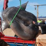 Vor der Hafenstadt Ceuta fingen Fischer einen Mondfisch, der mehr als zwei Tonnen gewogen haben muss. Wissenschaftler vermaßen das Tier und entnahmen DNA-Proben. Foto: Universität Seville (Ceuta)