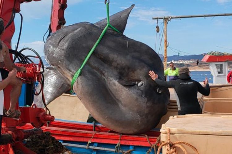 Vor der Hafenstadt Ceuta fingen Fischer einen Mondfisch, der mehr als zwei Tonnen gewogen haben muss. Wissenschaftler vermaßen das Tier und entnahmen DNA-Proben. Foto: Universität Seville (Ceuta)