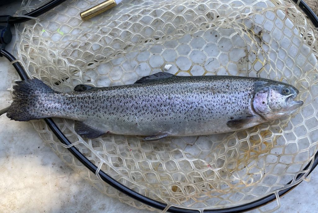 Wie schwer ist diese Forelle? Wer dem Gewicht am nächsten kommt, hat die Chance auf einen tollen Preis von MB Fishing! Foto: F. Schlichting