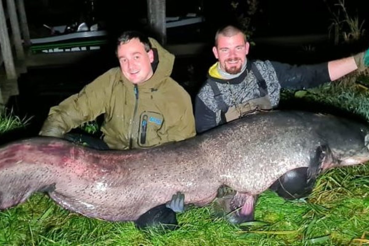 Der Welsrekord in den Niederlanden wurde erneut gebrochen. Der aktuell längste Fisch misst 2,43 Meter. Foto: J. Breur