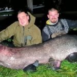 Der Welsrekord in den Niederlanden wurde erneut gebrochen. Der aktuell längste Fisch misst 2,43 Meter. Foto: J. Breur