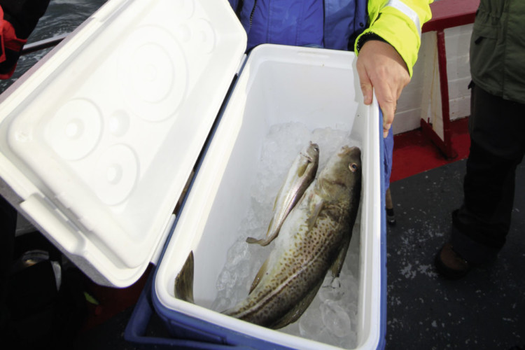 Kühlbox mit Eis befüllt und Fisch darin.