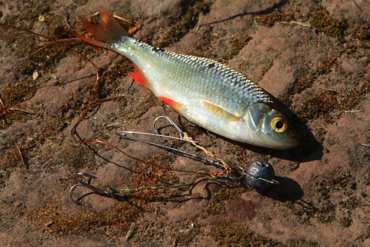 NDR-Moderator Heinz Galling fing vor laufender Kamera eine Rotfeder, um sie als Köderfisch zu nutzen. PETA erstattete daraufhin Anzeige gegen den Angler. Foto: O. Portrat
