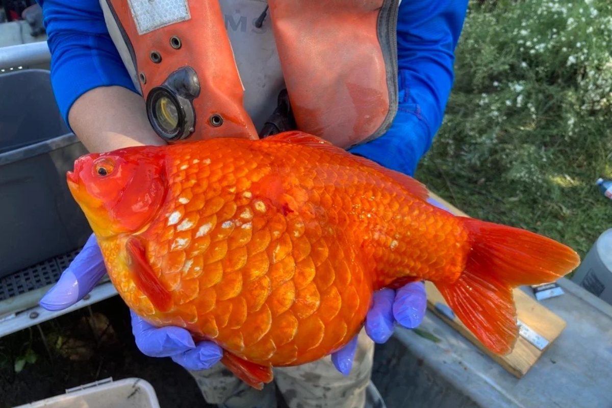 Wenn die Bedingungen stimmen, können Goldfische riesige Ausmaße annehmen. In Kanada verdrängen sie heimische Fischarten. Foto: Fisheries and Oceans Kanada (Twitter)