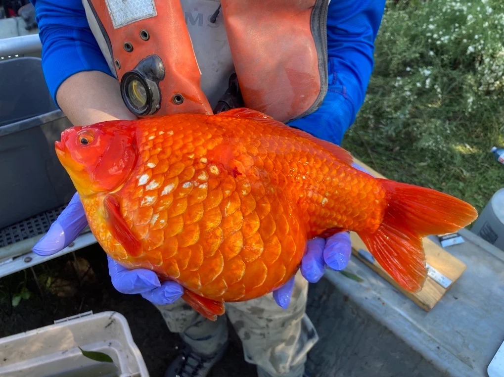 „Groß wie Fußbälle“ Kanada klagt über Goldfischplage BLINKER