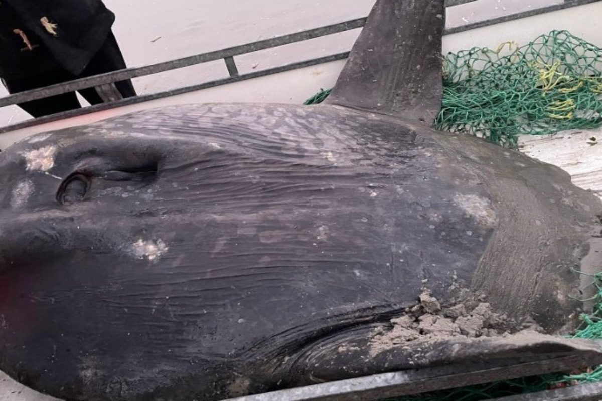 Auf der niederländischen Nordseeinsel Ameland wurde ein Mondfisch angespült. Foto: RTZ & Dierenambulance Ameland via Facebook