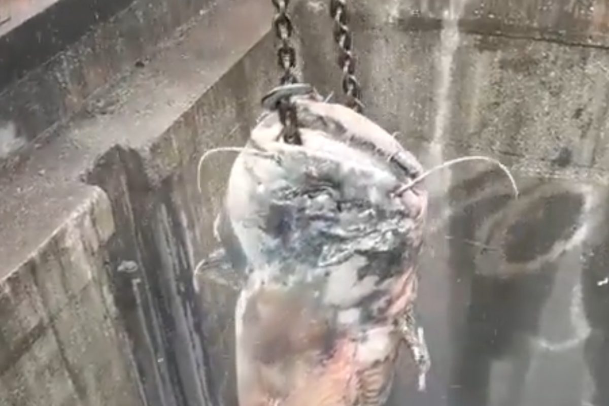 Ein über zwei Meter langer Wels verstopfte ein Rohr in Linz. Spezialkräfte mussten den Fisch mit einem Kran bergen. Foto: Twitter (Screenshot)