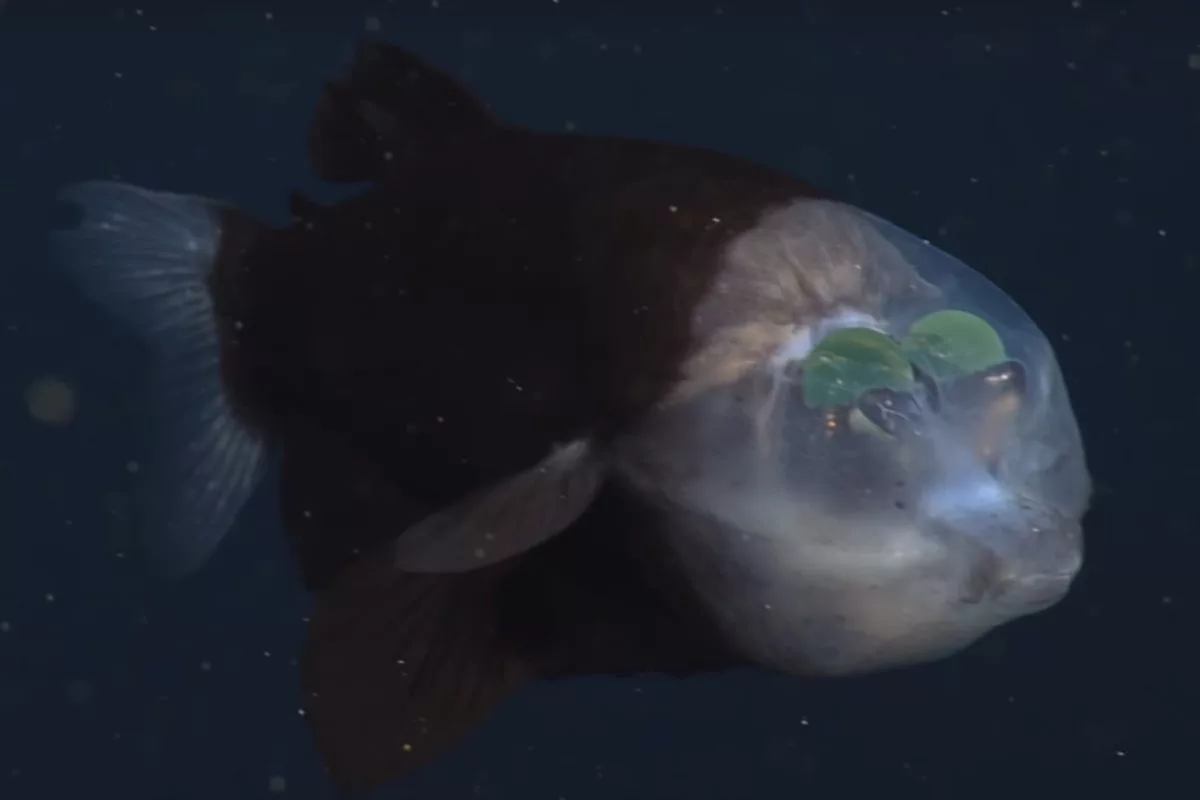 Der Glaskopffisch ist ein merkwürdiger Zeitgenosse: Sein Schädel ist fast durchsichtig, seine Augen liegen darin und sind meist nach oben gerichtet. Foto: MBARI via Twitter
