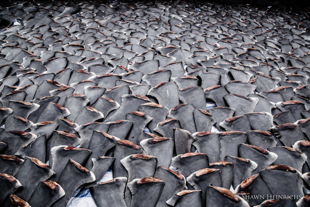 Hunderte von Haiflossen liegen zum Trocknen auf einem Dach. Das Finning hat einige Arten bereits an den Rand des Aussterbens gebracht. Foto: Shawn Heinrichs