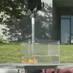Forscher der Ben-Gurion Universität in Israel ließen Fische in einem „Auto“ herumfahren. Das Experiment gab interessante Aufschlüsse über ihren Orientierungssinn. Foto: Ben-Gurion Universität (Twitter)